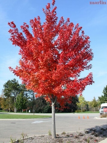 Acer rubrum 'Autumn Blaze' - Kilby Park Tree Farm