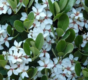 Raphiolepis 'Oriental Pearl' - Wholesale Plant Nursery Melbourne