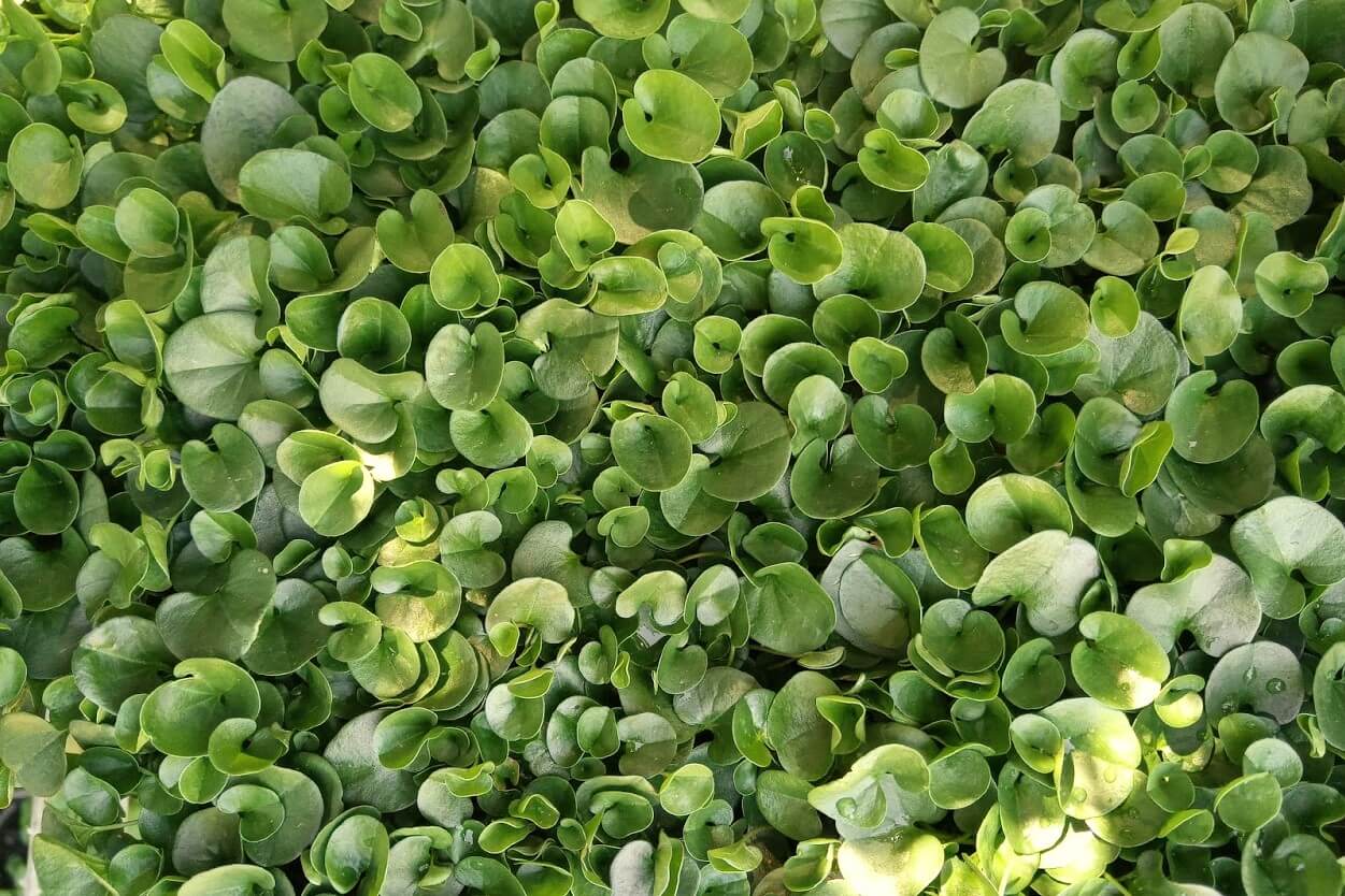 Unlocking Nature's Secrets: How Native Australian Ground Covers Revitalize Your Soil